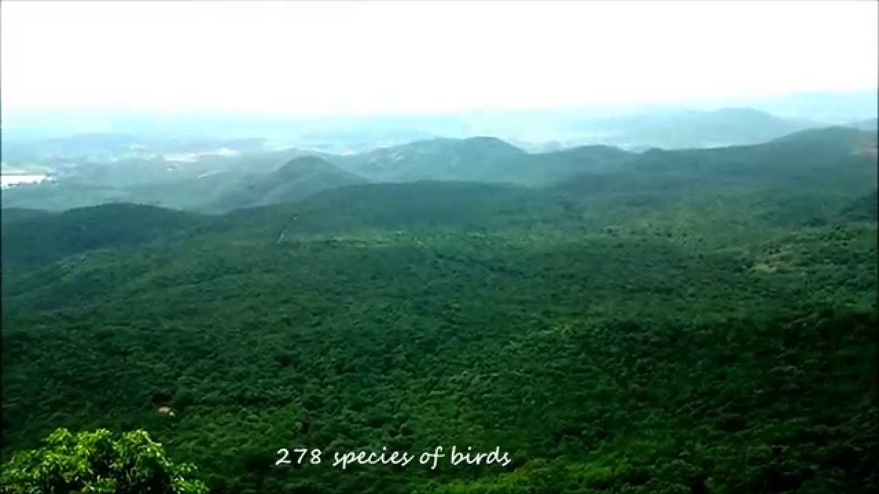 Biligiri Rangana Betta